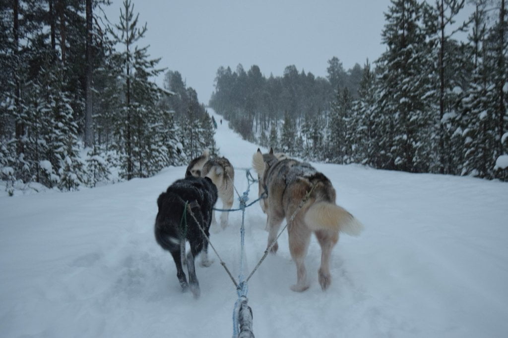 Cani da slitta nei dintorni di Inari.